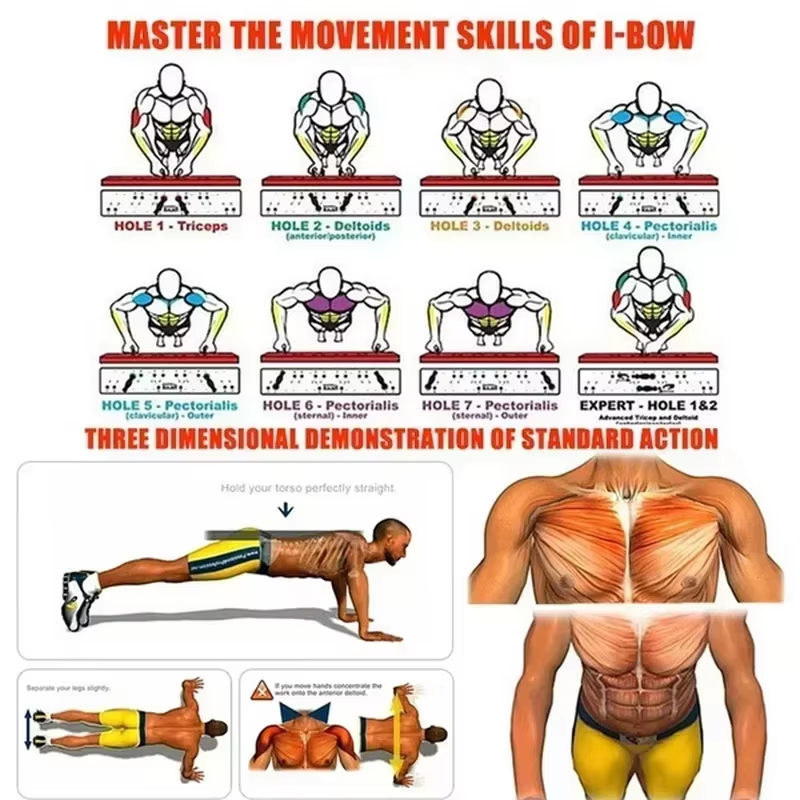This tutorial includes a standard push-up exercise with accompanying anatomical diagrams of human muscles and detailed explanations of the training methods for different perforation points corresponding to the pectoral and triceps muscles.
